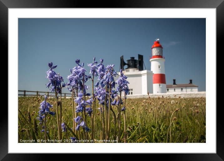 Bluebells at Souter Lighthouse  Framed Mounted Print by Ray Pritchard