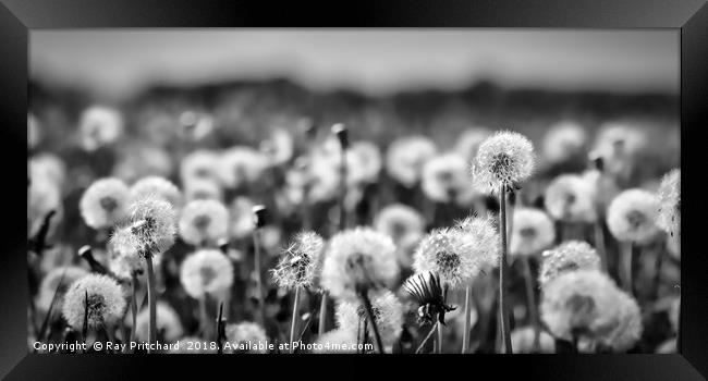 Dandelions  Framed Print by Ray Pritchard