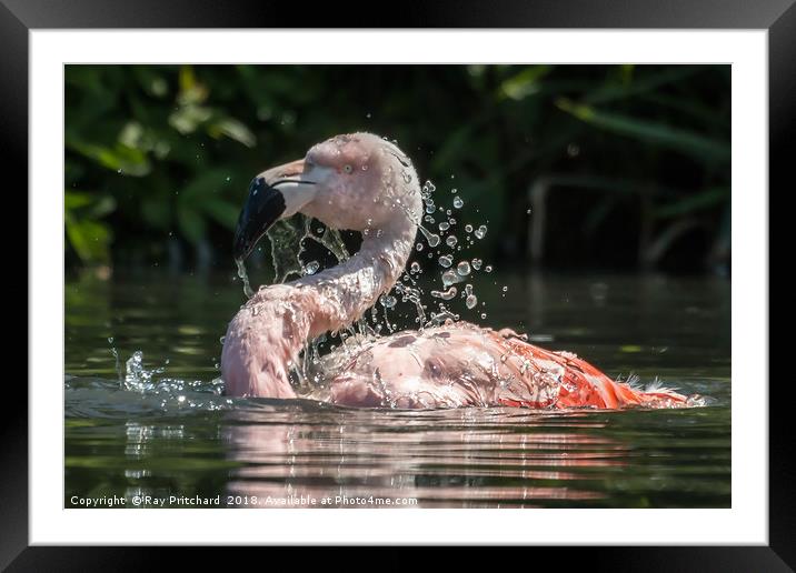 Chilean flamingo Framed Mounted Print by Ray Pritchard