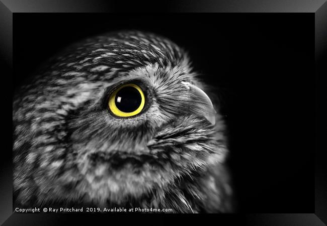 Little Owl Portrait  Framed Print by Ray Pritchard