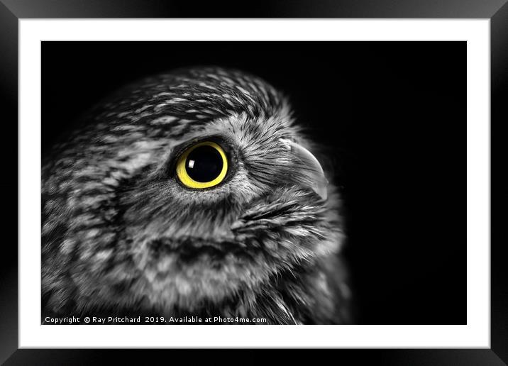Little Owl Portrait  Framed Mounted Print by Ray Pritchard