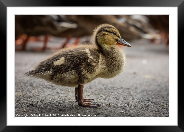 Little Duckling Framed Mounted Print by Ray Pritchard