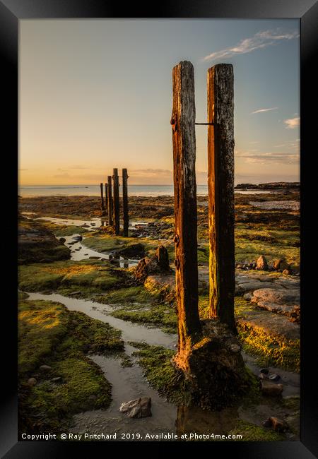 Old Wooden Posts Framed Print by Ray Pritchard