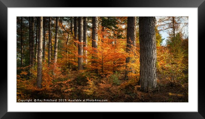 Autumn in Ousbrough  Framed Mounted Print by Ray Pritchard