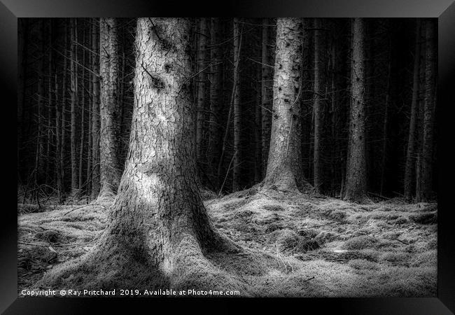 Dark Woods  Framed Print by Ray Pritchard