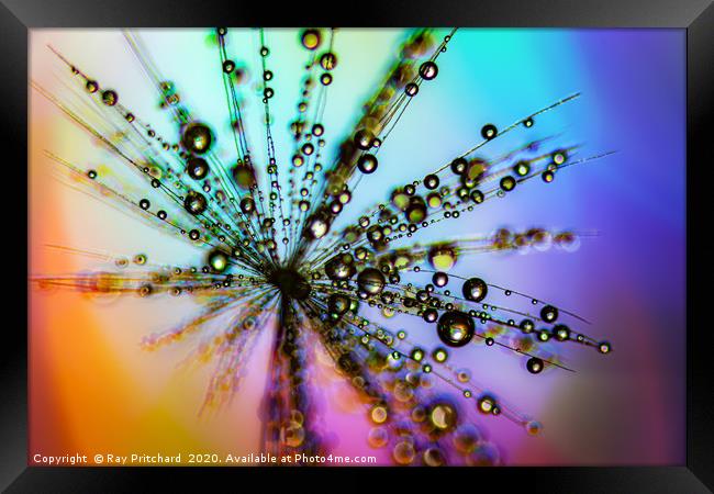 Dandelion Seed With Water Drops  Framed Print by Ray Pritchard