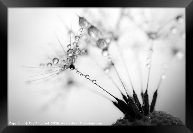 Dandelion Seeds and Water Drops Framed Print by Ray Pritchard