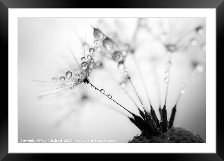 Dandelion Seeds and Water Drops Framed Mounted Print by Ray Pritchard