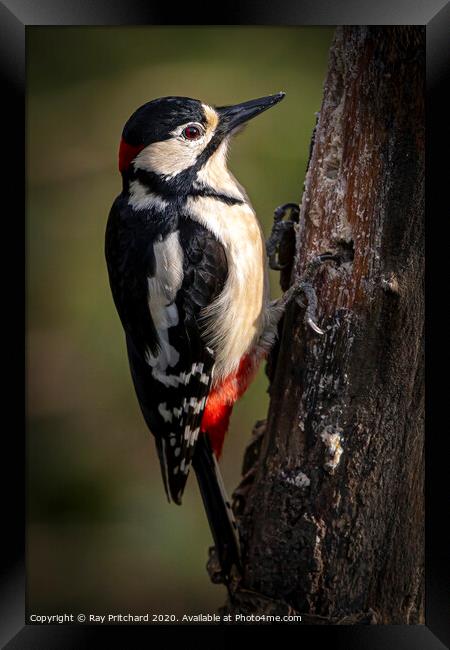 Great spotted woodpecker Framed Print by Ray Pritchard
