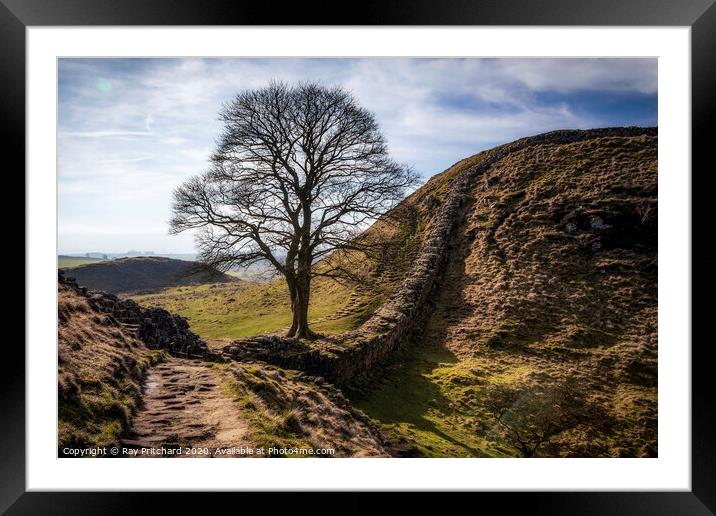 Sycamore Gap  Framed Mounted Print by Ray Pritchard