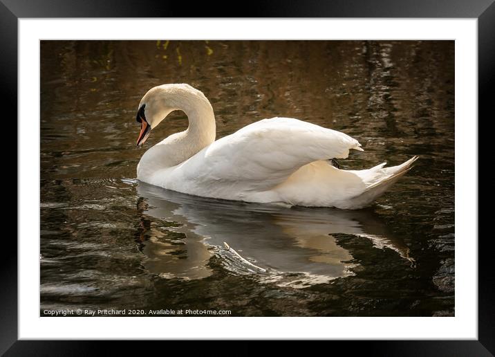 Swan  Framed Mounted Print by Ray Pritchard