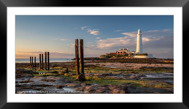 St Marys Lighthouse Framed Mounted Print by Ray Pritchard