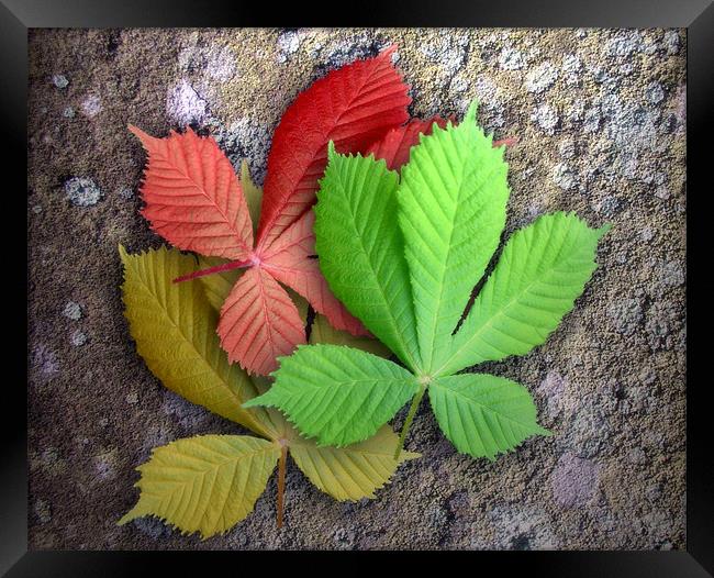 Seasoned Leaves Framed Print by Ray Pritchard