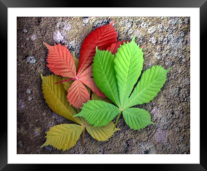 Seasoned Leaves Framed Mounted Print by Ray Pritchard