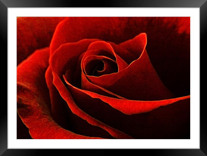 Rose Framed Mounted Print by Ray Pritchard