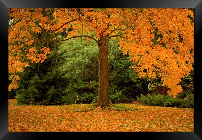  Autumn Leaves Framed Print by Linda Corcoran LRPS CPAGB