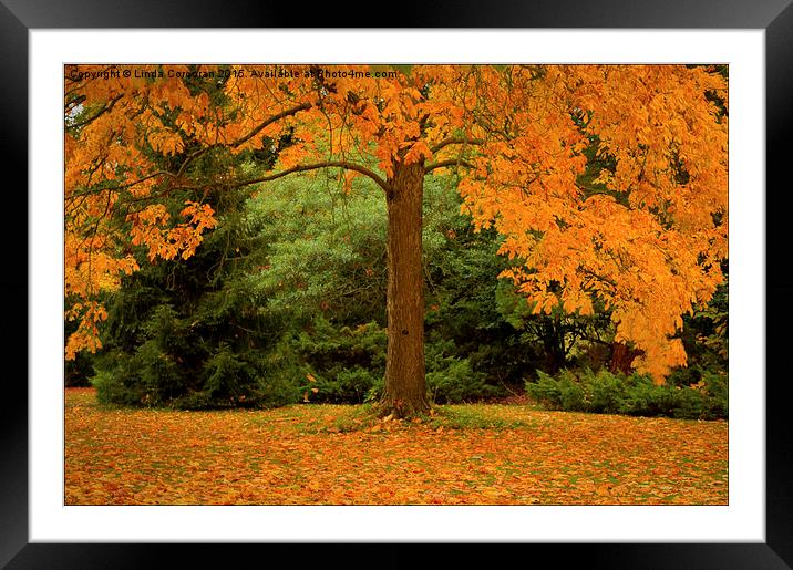  Autumn Leaves Framed Mounted Print by Linda Corcoran LRPS CPAGB
