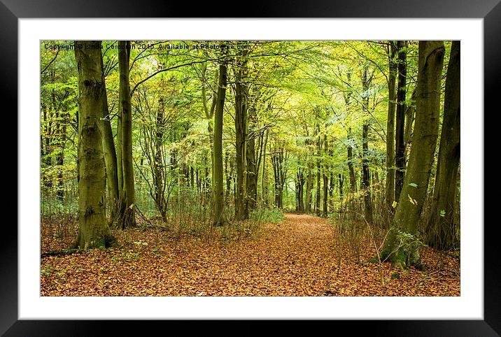  Forest Walk Framed Mounted Print by Linda Corcoran LRPS CPAGB