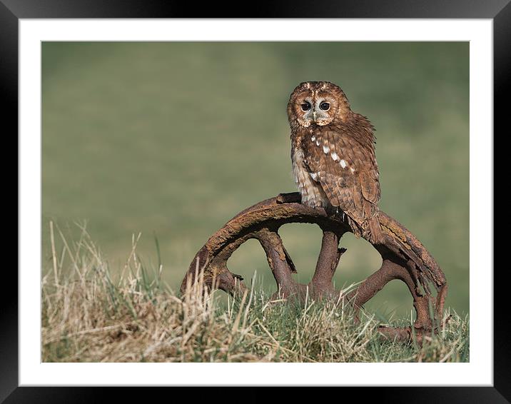  Tawny Owl On Rusty Wheel Framed Mounted Print by Mike Hudson