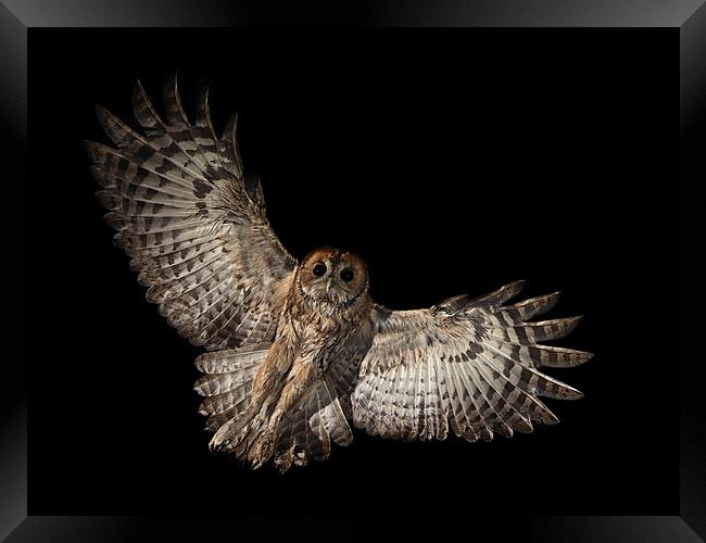  Incoming Tawny Owl Framed Print by Mike Hudson