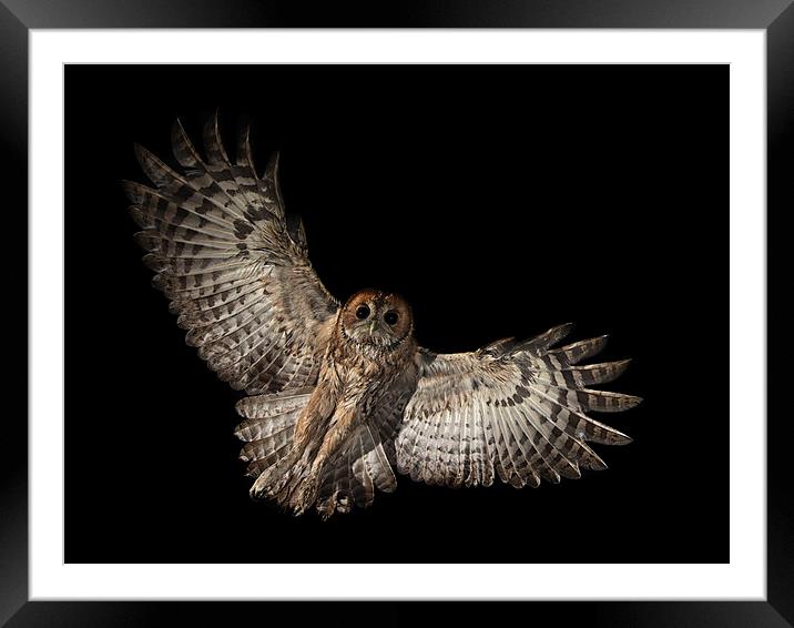 Incoming Tawny Owl Framed Mounted Print by Mike Hudson