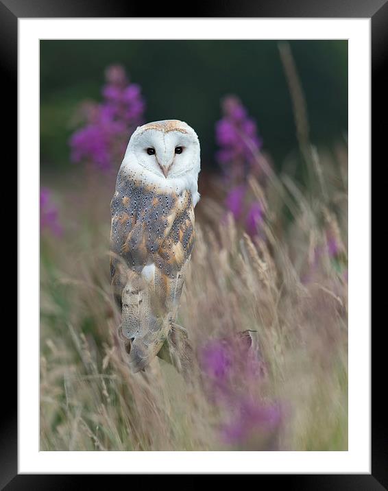  Rosebay Barn Owl Framed Mounted Print by Mike Hudson