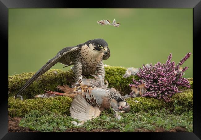 Peregrine Falcon with Prey Framed Print by Mike Hudson