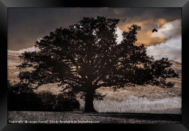 Gothic Tree Framed Print by Jacqui Farrell