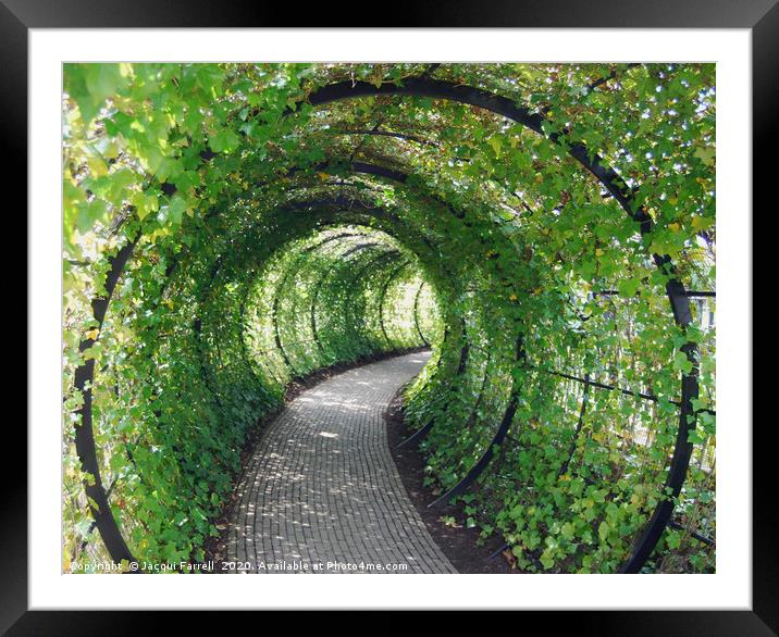 Tunnel of Ivy  Framed Mounted Print by Jacqui Farrell