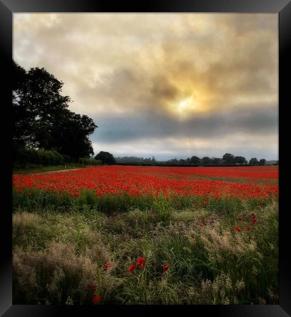 Norfolk Poppy Field  Framed Print by Jacqui Farrell