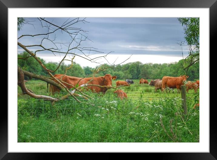 Coveney Cows Norfolk Framed Mounted Print by Jacqui Farrell