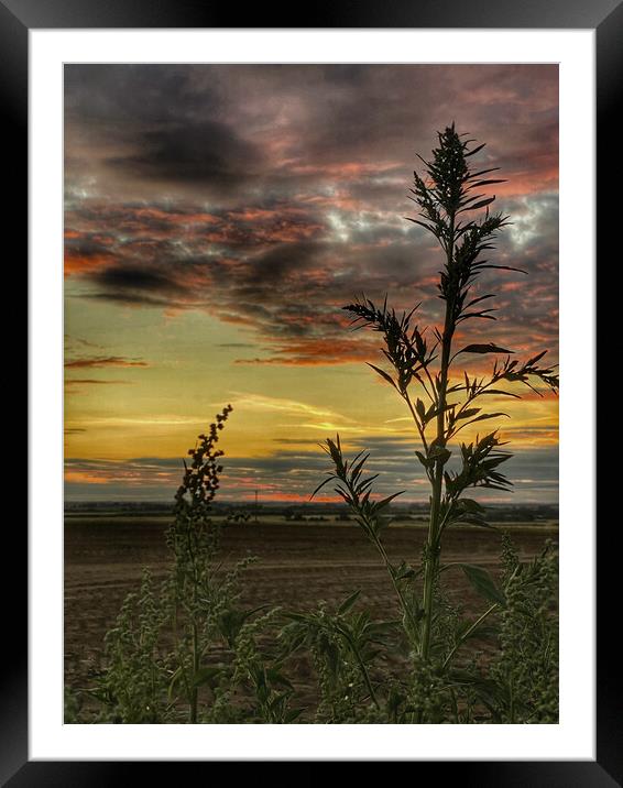 Coveney Sunset Norfolk Framed Mounted Print by Jacqui Farrell