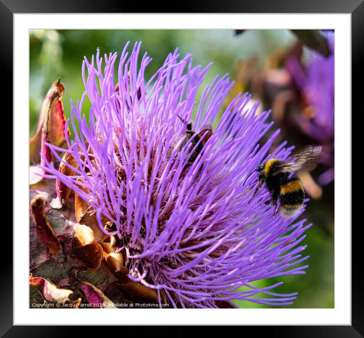 Bees on a Pink Thistle  Framed Mounted Print by Jacqui Farrell