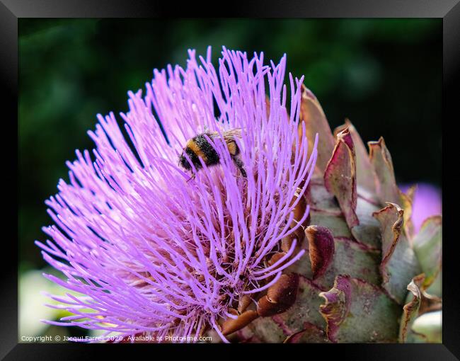 Bee on an Artichoke Thistle Framed Print by Jacqui Farrell