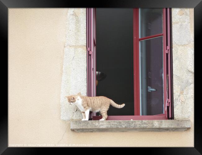 Cat on a Windowsill Framed Print by Jacqui Farrell