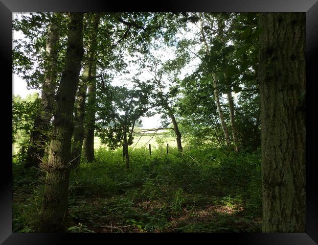 Brandon Country Park Suffolk Framed Print by Jacqui Farrell