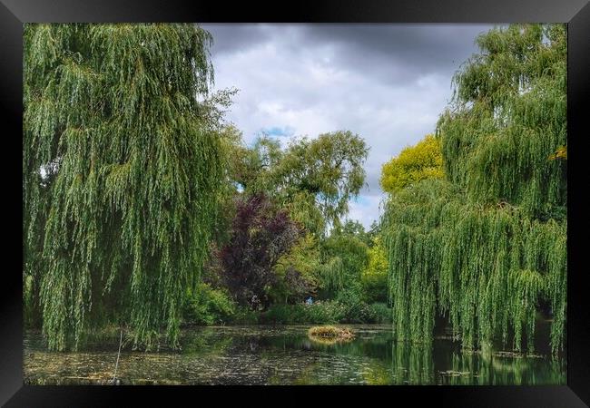 Gooderstone Willows Framed Print by Jacqui Farrell