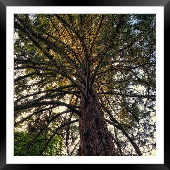 Brandon Giant Redwood Tree Framed Mounted Print by Jacqui Farrell