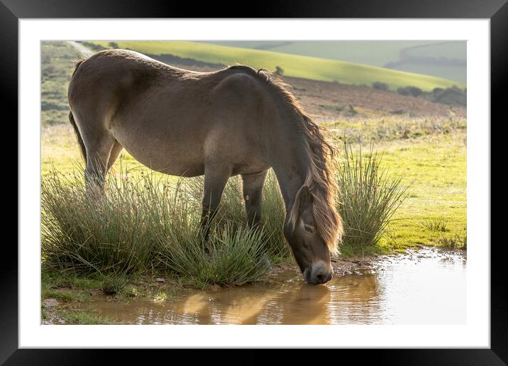 Exmoor ponies Framed Mounted Print by chris smith