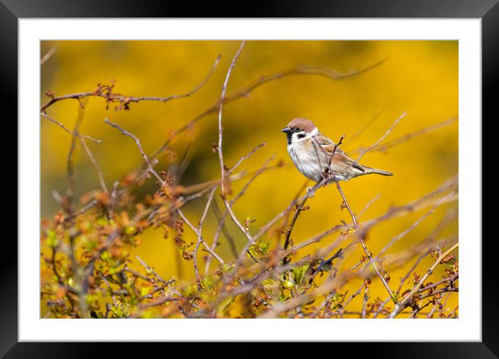 Tree sparrow (Passer montanus) Framed Mounted Print by chris smith