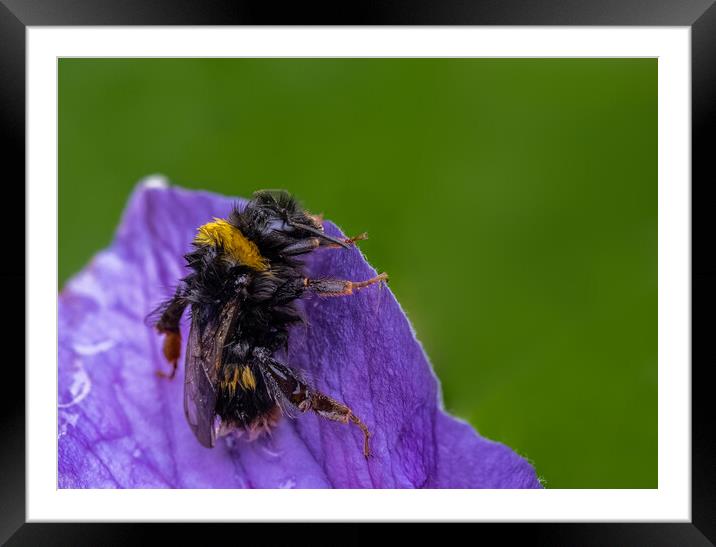 Wet Bee Framed Mounted Print by chris smith