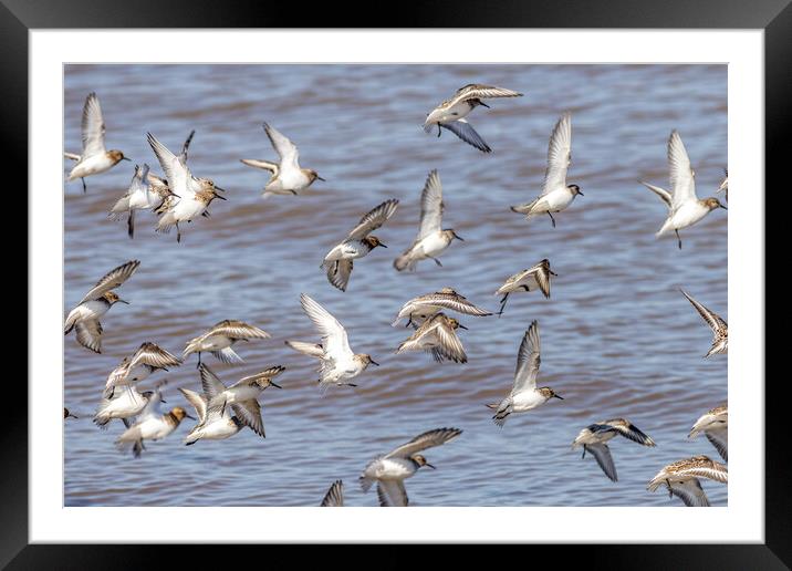 Knot (Calidris canutus) Framed Mounted Print by chris smith