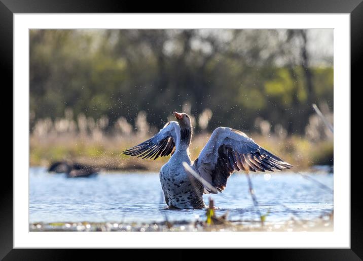 Greylag goose (Anser anser) Framed Mounted Print by chris smith