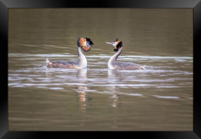 Great crested grebe (Podiceps cristatus) Framed Print by chris smith