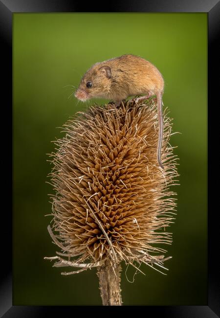 Harvest mouse Framed Print by chris smith
