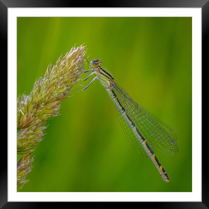 Damselfly Framed Mounted Print by chris smith