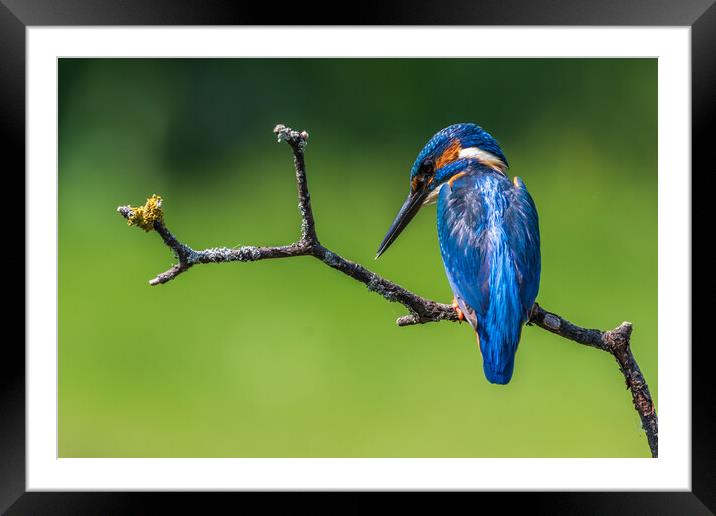 kingfisher (Alcedo atthis) Framed Mounted Print by chris smith