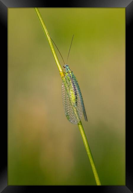 Lacewing (Chrysopidae) Framed Print by chris smith