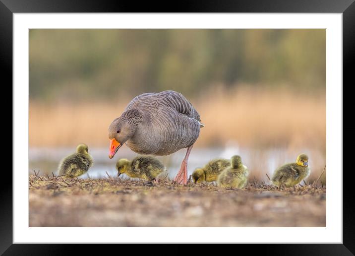 Greylag goose Family Framed Mounted Print by chris smith