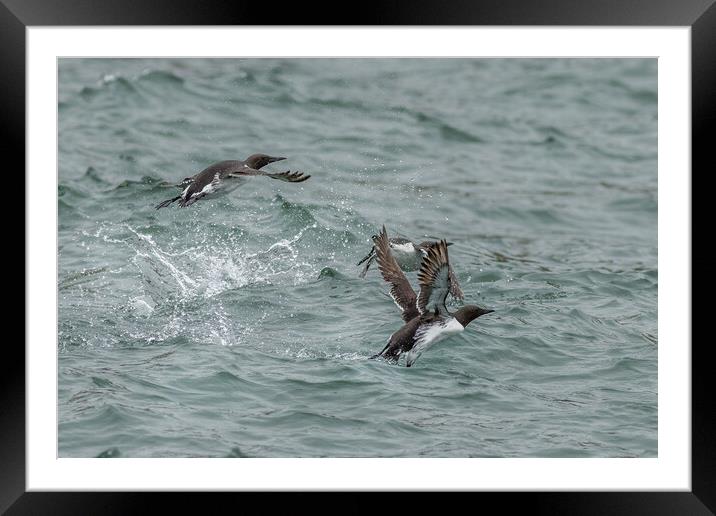 Guillemot (Uria aalge) Framed Mounted Print by chris smith